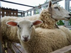 ¡No te lo pierdas! este sábado se realiza la 1° edición de la expo ovino en Pitrufquén