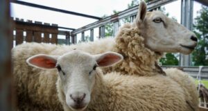 ¡No te lo pierdas! este sábado se realiza la 1° edición de la expo ovino en Pitrufquén