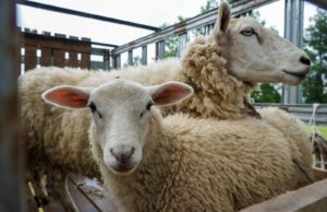 ¡No te lo pierdas! este sábado se realiza la 1° edición de la expo ovino en Pitrufquén