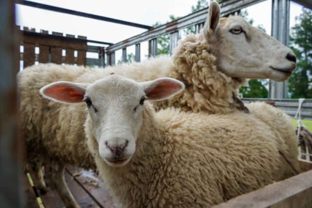 ¡No te lo pierdas! este sábado se realiza la 1° edición de la expo ovino en Pitrufquén