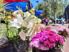La plaza de Armas de Pitrufquén se llenará de alegría y color con la gran fiesta de las flores 2024