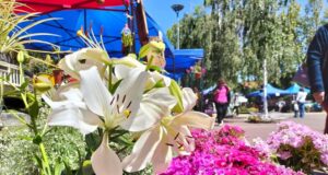 La plaza de Armas de Pitrufquén se llenará de alegría y color con la gran fiesta de las flores 2024