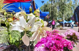 La plaza de Armas de Pitrufquén se llenará de alegría y color con la gran fiesta de las flores 2024