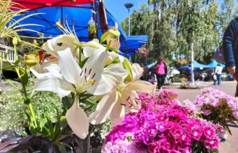 La plaza de Armas de Pitrufquén se llenará de alegría y color con la gran fiesta de las flores 2024