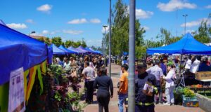 Expo flores Pitrufquén 2024 recibió a más de mil personas que disfrutaron de las flores y las plantas ornamentales