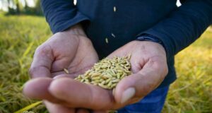 Agricultores de La Araucanía analizan implementar la agricultura de contrato en la producción de trigo