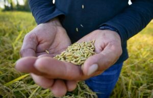 Agricultores de La Araucanía analizan implementar la agricultura de contrato en la producción de trigo