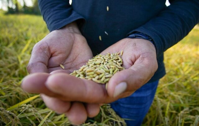 Agricultores de La Araucanía analizan implementar la agricultura de contrato en la producción de trigo