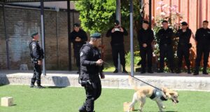 Gendarmería realiza en Temuco primer encuentro de equipo de canes adiestrados de la zona sur