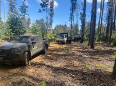 Carabineros sorprende en el acto a sujeto que sustraía madera desde un predio en Malleco