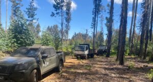 Carabineros sorprende en el acto a sujeto que sustraía madera desde un predio en Malleco