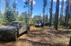 Carabineros sorprende en el acto a sujeto que sustraía madera desde un predio en Malleco