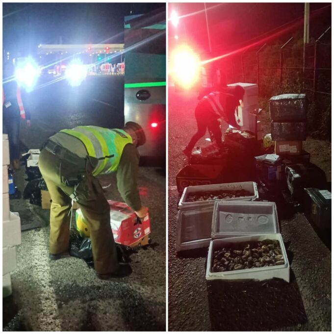 En Freire carabineros y Sernapesca detectan en bus de pasajeros cerca de media tonelada de carga ilegal de productos marítimos