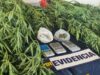 Detienen a hombre por cultivo de cannabis y microtráfico de drogas en Pucón