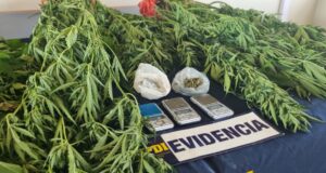 Detienen a hombre por cultivo de cannabis y microtráfico de drogas en Pucón
