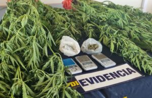Detienen a hombre por cultivo de cannabis y microtráfico de drogas en Pucón
