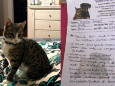Familia denuncia violencia animal en Gorbea: gatito fue torturado y aparentemente violado en vísperas de navidad