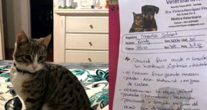 Familia denuncia violencia animal en Gorbea: gatito fue torturado y aparentemente violado en vísperas de navidad