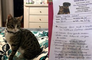 Familia denuncia violencia animal en Gorbea: gatito fue torturado y aparentemente violado en vísperas de navidad