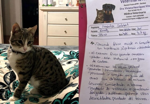 Familia denuncia violencia animal en Gorbea: gatito fue torturado y aparentemente violado en vísperas de navidad
