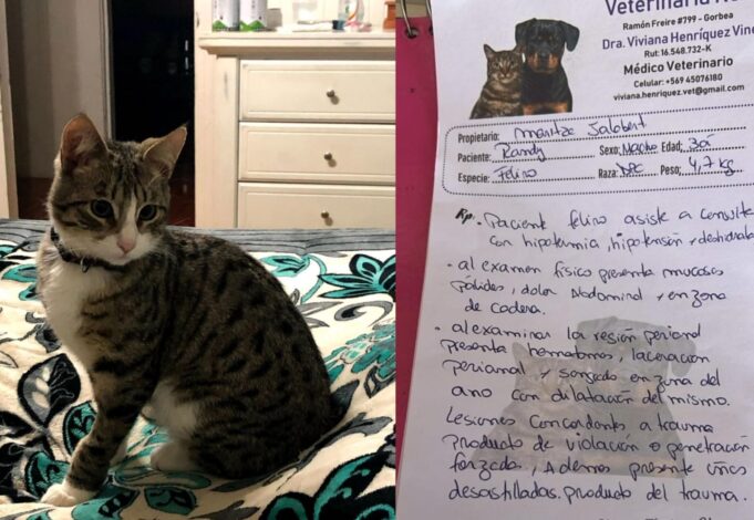 Familia denuncia violencia animal en Gorbea: gatito fue torturado y aparentemente violado en vísperas de navidad