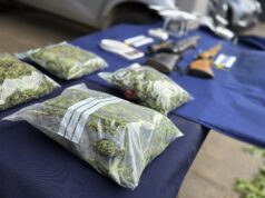 PDI desmantela plantación de cannabis sativa en Ercilla: hay dos adultos detenidos