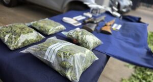 PDI desmantela plantación de cannabis sativa en Ercilla: hay dos adultos detenidos