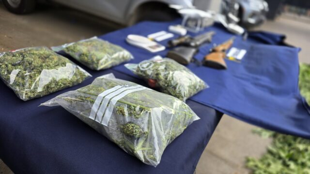 PDI desmantela plantación de cannabis sativa en Ercilla: hay dos adultos detenidos