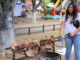 ¡Prepárense para la fiesta del cordero en Quitratúe! deliciosos asados, música en vivo y diversión para toda la familia en un evento imperdible