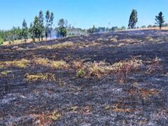 Detienen a mujer acusada de causar incendio forestal en Los Sauces que dejó tres brigadistas fallecidos