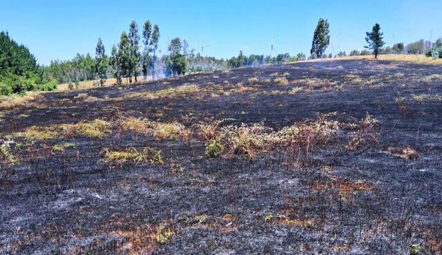 Detienen a mujer acusada de causar incendio forestal en Los Sauces que dejó tres brigadistas fallecidos