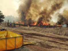 Incendio forestal en Cholchol arrasa con más de 300 hectáreas y deja ocho casas destruidas