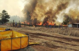 Incendio forestal en Cholchol arrasa con más de 300 hectáreas y deja ocho casas destruidas