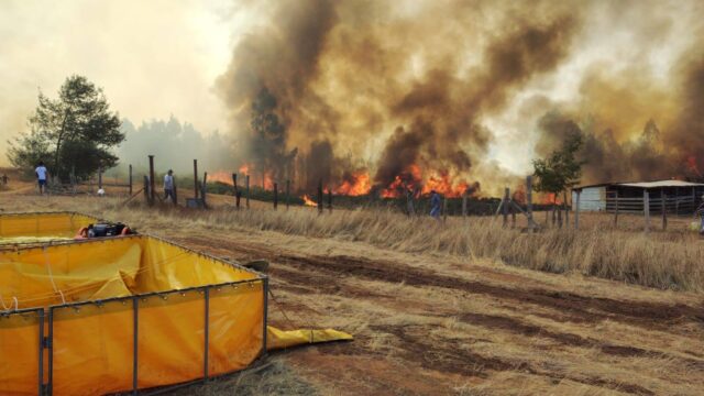Incendio forestal en Cholchol arrasa con más de 300 hectáreas y deja ocho casas destruidas