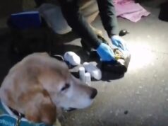 Araucanía: carabineros detecta a extranjero en situación irregular en el país transportando más de dos kilos de drogas en bus de pasajeros