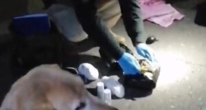 Araucanía: carabineros detecta a extranjero en situación irregular en el país transportando más de dos kilos de drogas en bus de pasajeros