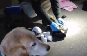 Araucanía: carabineros detecta a extranjero en situación irregular en el país transportando más de dos kilos de drogas en bus de pasajeros