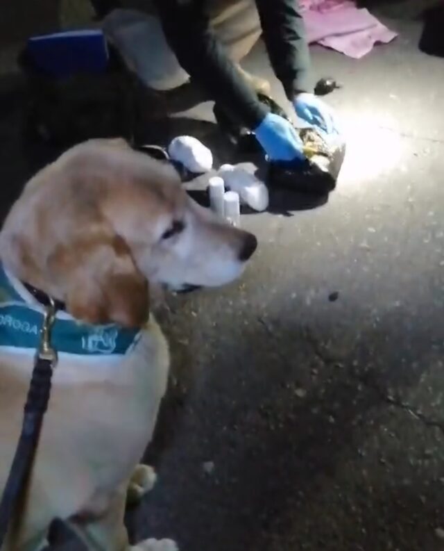 Araucanía: carabineros detecta a extranjero en situación irregular en el país transportando más de dos kilos de drogas en bus de pasajeros