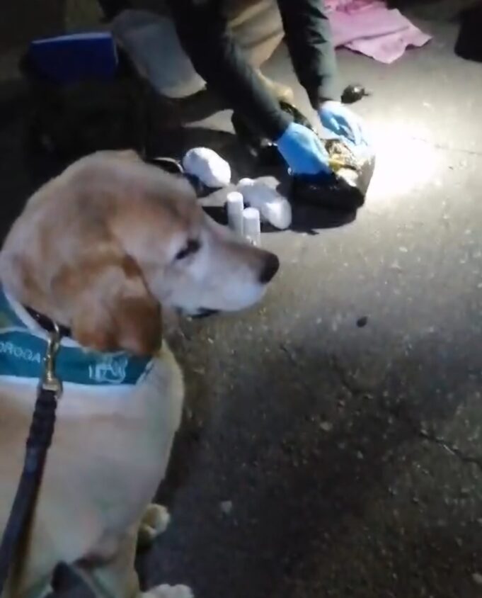 Araucanía: carabineros detecta a extranjero en situación irregular en el país transportando más de dos kilos de drogas en bus de pasajeros