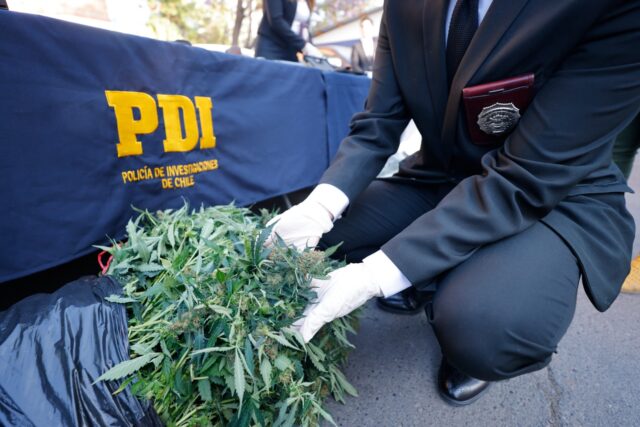 Un detenido en Pitrufquén por microtráfico de drogas, cultivo y tenencia ilegal de arma