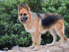 En Pitrufquén se realizará primera exposición de estructura de perros pastores alemanes