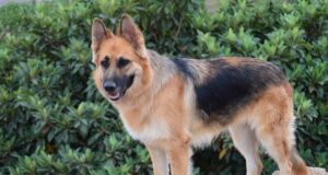 En Pitrufquén se realizará primera exposición de estructura de perros pastores alemanes