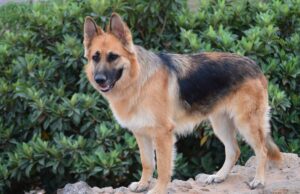 En Pitrufquén se realizará primera exposición de estructura de perros pastores alemanes