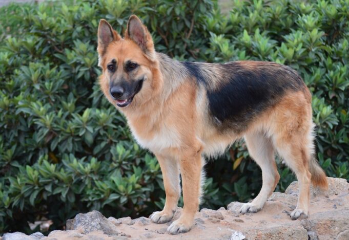 En Pitrufquén se realizará primera exposición de estructura de perros pastores alemanes