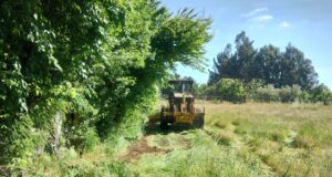 En CholChol llevan 30 mil metros de cortafuegos para prevenir incendios forestales: incluye retiro de vegetación y despeje de basura