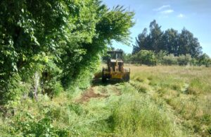 En CholChol llevan 30 mil metros de cortafuegos para prevenir incendios forestales: incluye retiro de vegetación y despeje de basura