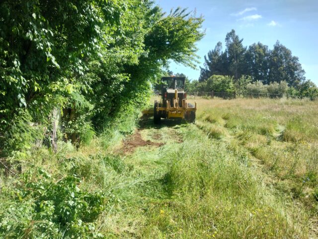 En CholChol llevan 30 mil metros de cortafuegos para prevenir incendios forestales: incluye retiro de vegetación y despeje de basura