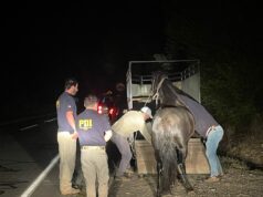 Recuperan yegua robada en Pitrufquén: una mujer fue detenida por el delito de receptación
