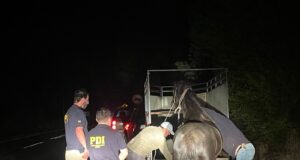 Recuperan yegua robada en Pitrufquén: una mujer fue detenida por el delito de receptación