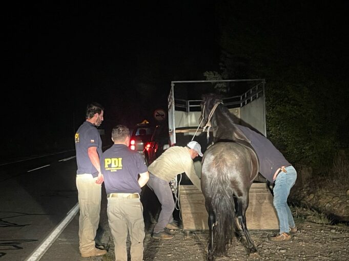 Recuperan yegua robada en Pitrufquén: una mujer fue detenida por el delito de receptación